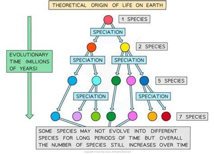 Was does speciation mean?
