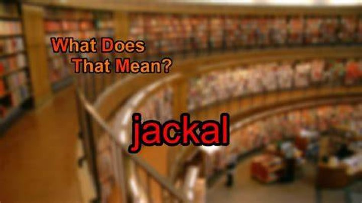 What does jackal mean?