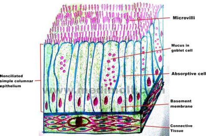 What is columnar epithelial cells?