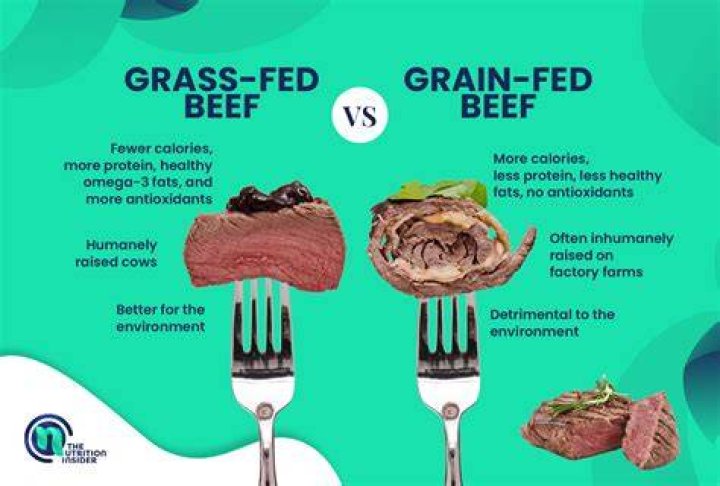 When did grain fed beef start?