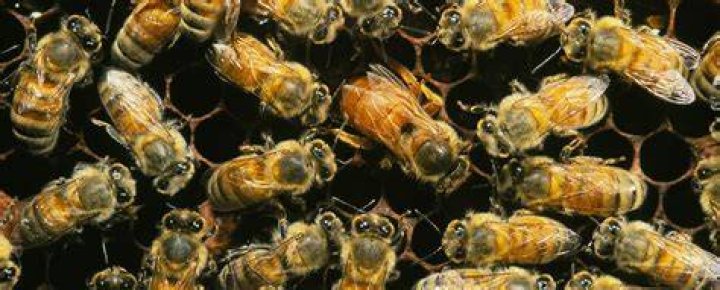 Would we starve without bees?